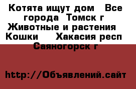 Котята ищут дом - Все города, Томск г. Животные и растения » Кошки   . Хакасия респ.,Саяногорск г.